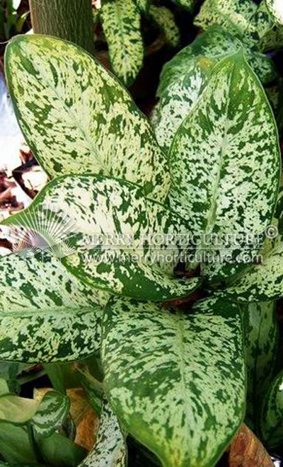 Dieffenbachia candida